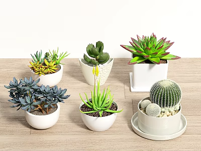 Decorative Potted Plants Various Succulents And Cacti In White Pots On Wooden Table 3d model