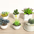 Decorative Potted Plants Various Succulents And Cacti In White Pots On Wooden Table