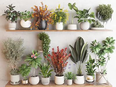 Potted Bonsai Plants On Wooden Shelves With Various Greenery And Decorative Pots 3d model