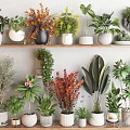 Potted Bonsai Plants On Wooden Shelves With Various Greenery And Decorative Pots