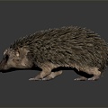 Modern Hedgehog Cartoon Hedgehog Animation Hedgehog 3d model