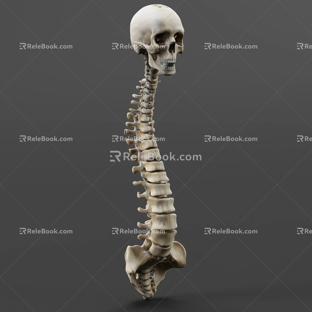 human skeleton spine 3d model