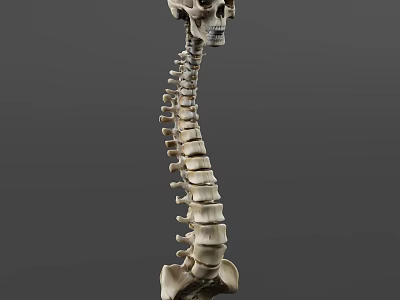 human skeleton spine 3d model
