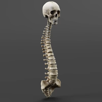 Human Male Skeleton Spine Detailed Anatomical Structure Medical Education Model 3d model