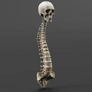human skeleton spine 3d model