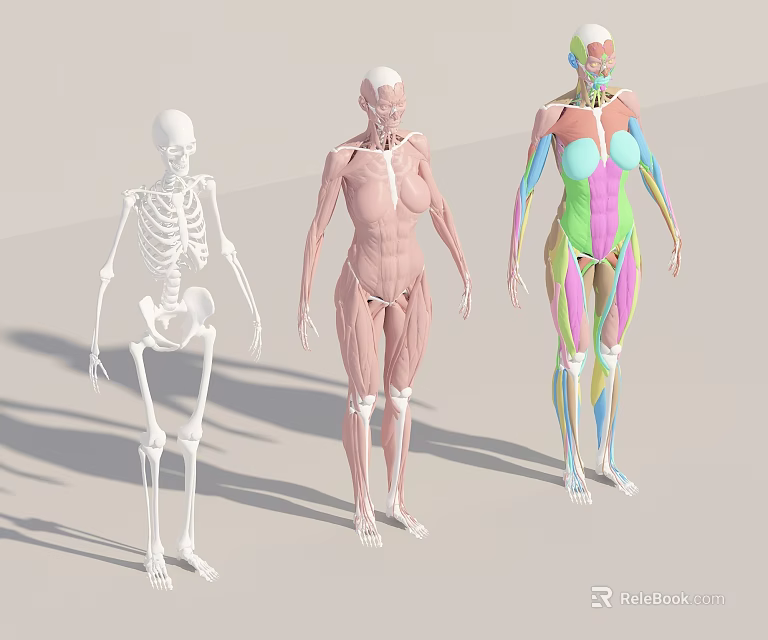 Human Anatomy Models Standing Displaying Skeleton Muscles And Colorful Anatomical Structures 3d model 