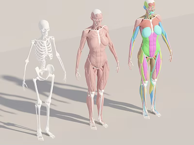 Human Anatomy Models Standing Displaying Skeleton Muscles And Colorful Anatomical Structures 3d model