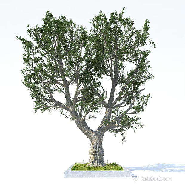 Tall Arbor with Lush Green Leaves and Textured Trunk Isolated on White 3d model 