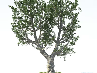 Tall Arbor with Lush Green Leaves and Textured Trunk Isolated on White 3d model