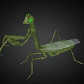 Modern mantis insect mantis reptile 3d model