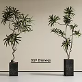 Bonsai Potted Plants in Black Square Pots with Elegant Natural Foliage against Light Neutral Background