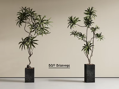 Bonsai Potted Plants in Black Square Pots with Elegant Natural Foliage against Light Neutral Background 3d model