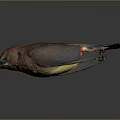 Flying Bird With Brown Head Body Black Wings Red Spots Yellow Tail On Gray Background