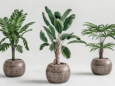 Bonsai Potted Plants with Woven Brown Pots Lush Green Leaves for Indoor Decor 3d model