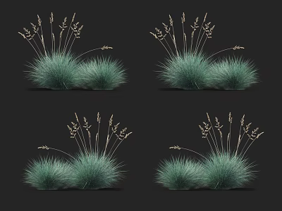 Green Ornamental Grasses With Slender Stems And Seed Heads For Garden Decoration 3d model