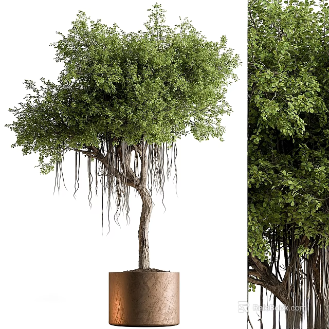 Potted Garden Tree With Lush Foliage And Hanging Aerial Roots As Decorative Accent 3d model 