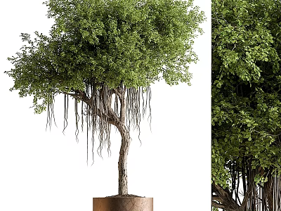 Potted Garden Tree With Lush Foliage And Hanging Aerial Roots As Decorative Accent 3d model