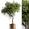 Potted Garden Tree With Lush Foliage And Hanging Aerial Roots As Decorative Accent