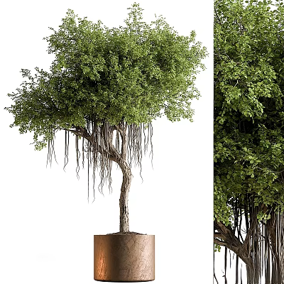 Potted Garden Tree With Lush Foliage And Hanging Aerial Roots As Decorative Accent 3d model