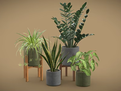 Various Potted Plants with Lush Green Leaves in Gray Green Planters on Wooden Stands 3d model