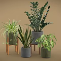 Various Potted Plants with Lush Green Leaves in Gray Green Planters on Wooden Stands