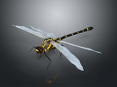 Black and Yellow Striped Dragonfly With Transparent Wings And Large Compound Eyes On Dark Background 3d model