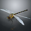 Black and Yellow Striped Dragonfly With Transparent Wings And Large Compound Eyes On Dark Background