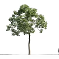 Tall Green Tree With Slender Trunk Lush Leaves And Person Standing Nearby