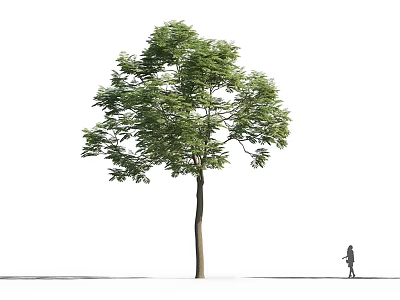 Tall Green Tree With Slender Trunk Lush Leaves And Person Standing Nearby 3d model