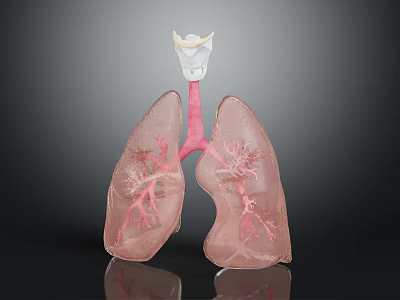 Detailed 3D Anatomical Lung Model With Trachea And Bronchial Structure 3d model