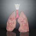 Detailed 3D Anatomical Lung Model With Trachea And Bronchial Structure
