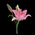 Beautiful Pink Lily Flower With Bud And Green Leaves On Black Background