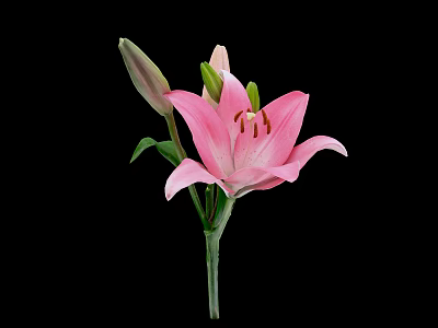 Beautiful Pink Lily Flower With Bud And Green Leaves On Black Background 3d model