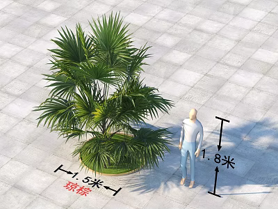 Su Palm Arbor With Lush Green Leaves 5 Meters Height Alongside 1.8m Person On Paved Ground 3d model