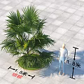 Su Palm Arbor With Lush Green Leaves 5 Meters Height Alongside 1.8m Person On Paved Ground