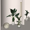 Modern Indoor Potted Plants in White Pots with Large Green Leaves and Small Decorative Plants