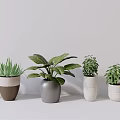 Stylish Various Potted Plants With Diverse Leaf Foliage In Neutral Ceramic Pots For Indoor Decor