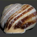 Vibrant Striped Marine Seashell Featuring White Orange Brown Spiral Pattern On Dark Background