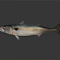 Fresh Fish With Blue Green Silver Body Red Eye And Shiny Reflection Against Gray Background