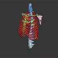 Detailed Human Anatomy Model Displaying Internal Organs And Hair Structure For Education
