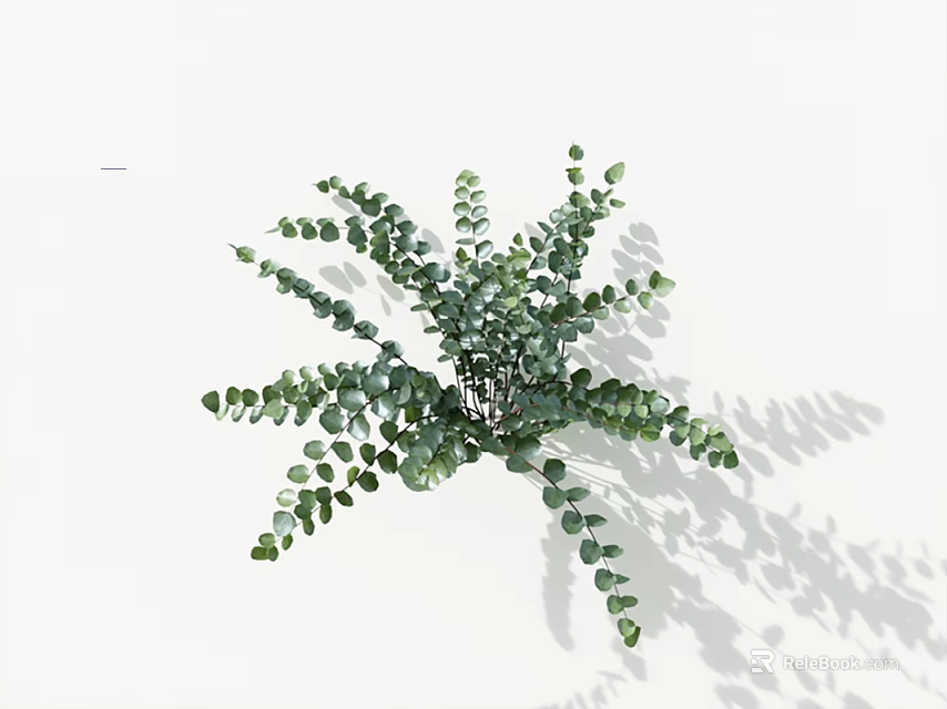 Green Eucalyptus Leaves with Round Shape Radially Arranged on White Background with Natural Shadows 3d model 