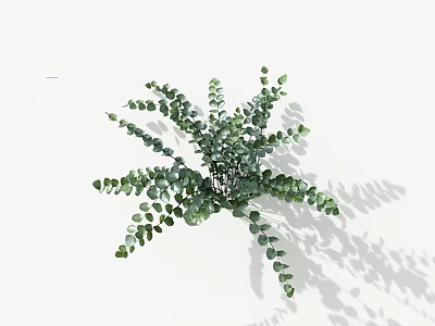 Green Eucalyptus Leaves with Round Shape Radially Arranged on White Background with Natural Shadows 3d model