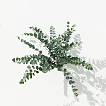 Green Eucalyptus Leaves with Round Shape Radially Arranged on White Background with Natural Shadows