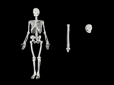 Medical Equipment Human Skeleton Model With Spine And Skull For Anatomical Teaching 3d model