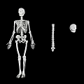 Medical Equipment Human Skeleton Model With Spine And Skull For Anatomical Teaching
