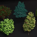 Various Types Of Plants Featuring Different Shapes Green Leaves And Red Fruits