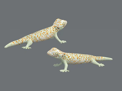 Two Orange And White Spotted Geckos Crawling On Gray Background 3d model Two Orange And White Spotted Geckos Crawling On Gray Background 3d model
