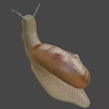 Detailed Snail Close Up With Brown Shell And Extended Antennae On Gray Background