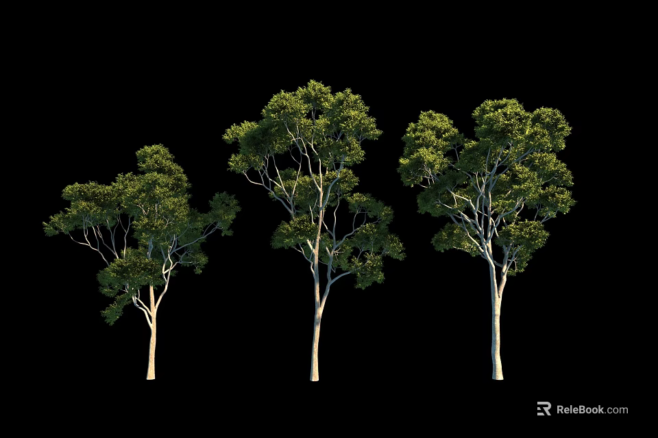 Three Trees with Green Leaves and Light Colored Trunks Standing on Black Background 3d model