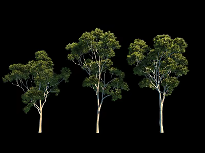 Three Trees with Green Leaves and Light Colored Trunks Standing on Black Background 3d model
